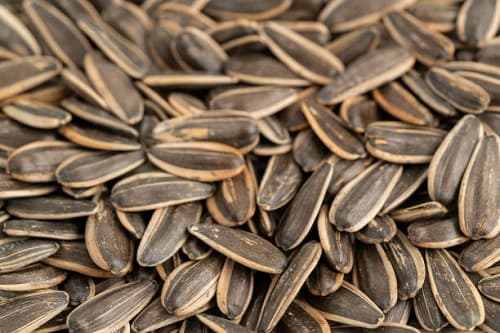 تصویر 2 از مرغوب ترین تخمه آفتابگردان اردبیل طعمی فوق العاده